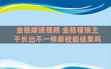 金桔嫁接视频 金桔稼接主干长出不一样新枝能结果吗